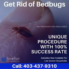 If you are looking to obtain page one placement on google for related search terms in your city we can help. Lavellan Pest Solutions Lavellanyyc Twitter