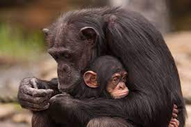 Animal Planet Celebrates Mothers Day With Moms Of The Wild Mother And Baby Animals Baby Animals Funny Baby Animals Adorable