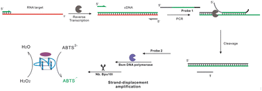 Polymerase chain reaction (pcr) optimization and troubleshooting can consume considerable energy and resources because of the finicky and often unpredictable nature of the reactions. Rna Pathogen Detection With One Step Reverse Transcription Pcr And Strand Displacement Based Signal Amplification Analyst Rsc Publishing