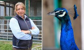 Check spelling or type a new query. Couple 55 Given Asbo Warning After Their Escaped Peacocks Poo All Over Picturesque Local Village