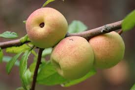 (meer dan 1.000 relevante resultaten). Paw Paws Quince And Persimmon 3 Hardy Fruit Trees That Grow In Iowa