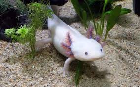 Resultado de imagen de fotos de animales en peligro de extinción