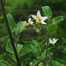 Image result for Solanum sp. A