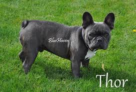 Blue french bulldog grooming & care. Blue Brindle Bluehaven French Bulldogsbluehaven French Bulldogs