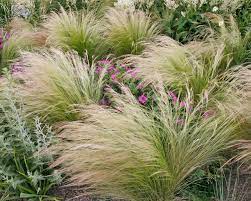 Ideal für einen sonnigen garten. Federgras Pflanzen Und Pflegen Mein Schoner Garten