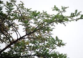 Image result for Acacia abyssinica