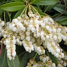 Image result for Pieris japonský debutante obrázek