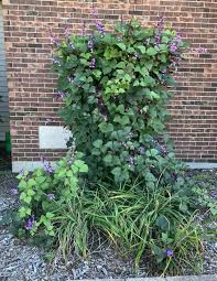 Image result for Lablab purpureus