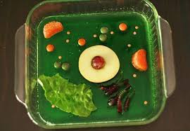 Maybe you would like to learn more about one of these? Plant Cell Model Science Project Shefalitayal