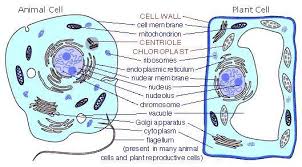 Plants, animals, fungi, algae, protozoans. Biology Genius Prokaryote And Eukaryote Cells Genius