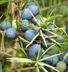 Il ginepro è un arbusto di origine asiatica ed europea, diffuso in italia anche in natura. Olio Essenziale Ginepro 15ml Essenze Di Luce