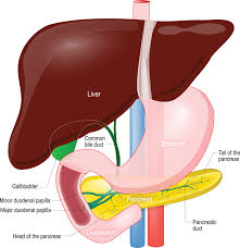 Image result for Gall Bladder