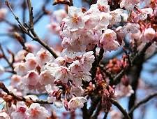 An attractive red berry succeeds the blossoms. A Beginner S Guide To Cherry Blossom Viewing Cherry Tree Varieties