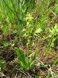 Image result for Liparis harketii