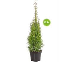 In diesem gartenvideo erklären wir, wie und wann pflanzen die mit erdballen gepflanzt werden. Palette Thuja Smaragd 125 X 40 60 Cm Dehner