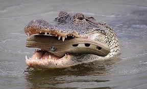 Know that as you live your life, blessings will enter your life. Mezcla Empujoncito Resultado Alligator Crocs Shoes Empotrar Oler Palido