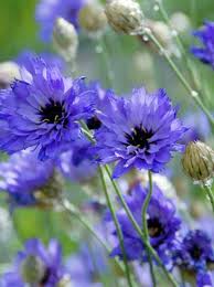 Jetzt Catananche Caerulea Major Blaue Rasselblume Gunstig Kaufen Bis Zu 20 Prozent Rabatt Top Baumschul Qualitat Riesige Auswahl Pflanzen Stauden Garten