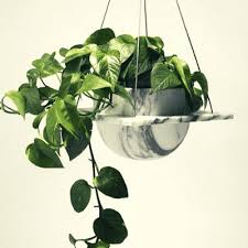 Cesto appeso piante artificiale pentola finta vite finali piante da interno casa ivy. Pianta Cascante Da Appartamento Scegli La Specie Con Cura