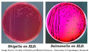 Production of acid from propylene glycol is a novel characteristic of salmonella species and is utilized in… Xylose Lysine Deoxycholate Xld Agar Principle Uses Composition Preparation And Colony Characteristics