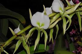 Image result for Angraecum conchiferum