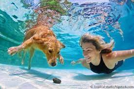 Der Hund lernt schwimmen – so gelingt es! - Floxik Magazin