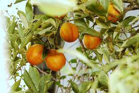This kumquat variety grows more compactly than a typical nagami kumquat tree (7 to 10 feet tall as opposed to 10 to 15 feet tall). Helen A Lockey Centennial Variegated Kumquats Kumquat Growers Inc Dade City Fla