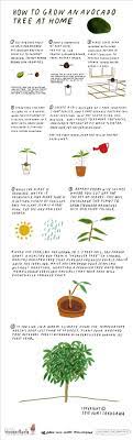 However, as with most fruit trees, your avocados will each produce more fruit with two trees. How To Grow An Avocado Tree At Home The Secret Yumiverse Wonderhowto