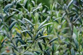 Image result for Olea