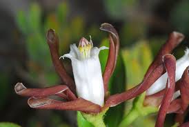 Image result for Cynanchum gerrardii