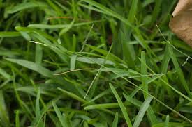 Image result for Urochloa