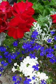 Red White And Blue For My 3 Tiered Planter Blue Flowers Garden Blue Flower Arrangements White And Blue Flowers