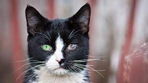 Bindehautentzundung Bei Katzen Symptome Behandlung Tiergesund De