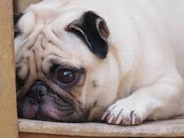 Crying, whining & barking at night. How To Calm A Puppy Whining All Night My Animals