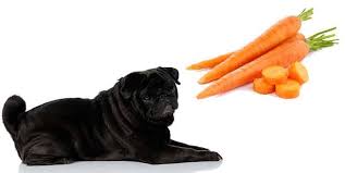 Yes, dogs can have carrots. Can Pugs Eat Carrots And The Best Way To Feed Them