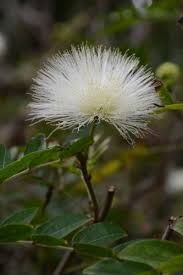 Image result for Gnidia chapmanii