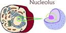 Nucleolus - , the free encyclopedia