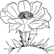 Cactus wall art bathroom decor succulent plant canvas prints for bedroom home decoration 12 x 16 boho watercolor flower pictures retro wood background painting kitchen decorations theme set 3 panels. Saguaro Cactus Flower Clip Art Page 3 Line 17qq Com