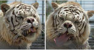 A Fascinating Look At Kenny The White Tiger With Down Syndrome Who Was Selectively Inbred While In Captiv Take Care Of Your Body Down Syndrome Animal Planet