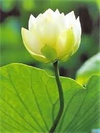 Image result for Nymphaea lotus