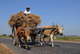 Bullock cart, India editorial stock ...