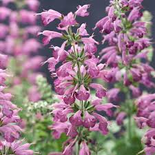 Image result for Salvia coccinea