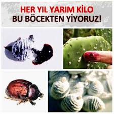 mutfak ilmihali karmin e120 nedir helal mi haram mi karmin gida renklendiricisi olarak kullanilan genellikle kahverengi ve kirmizi arasi renklerin elde edildigi bir bocektir cochineal dactylopius coccus dactylopi familyasindan degisik