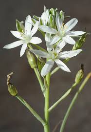 Image result for Ornithogalum seineri