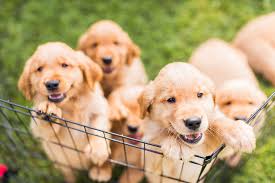 #buygoldenretriever #goldenretriever #retrieverhi friends, today we present golden retriever puppies at unbeatable price 21000 male and 13000 for female dog. Lewis Golden Retrievers Puppies Haley Nicole Photography Marketing