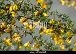 Image result for Vigna pygmaea