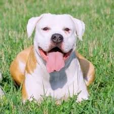 Amerikan Bulldog Amerikan Bulldog Bulldog Veterinerler