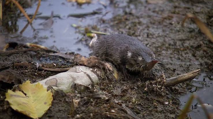 Mole | Burrowing Mammal, Adaptations & Behavior | Britannica