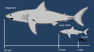 Phatfossils Megalodon Shark Facts