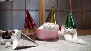 A Gif Of Cats With Hats On Via Cheezburger Com Happy Birthday Katze Kitty Party Katzen Geburtstag