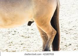 Horse Genital Images Stock Photos Vectors Shutterstock